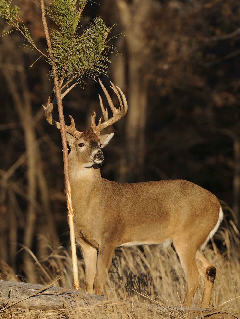 Whitetail Deer