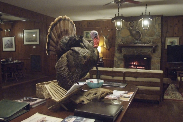 A picture of a turkey in a room