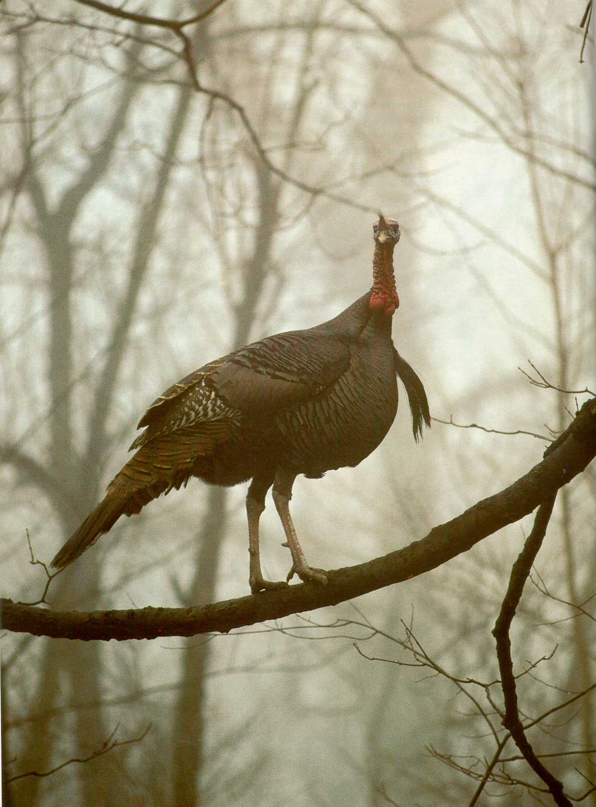 Wild Turkey